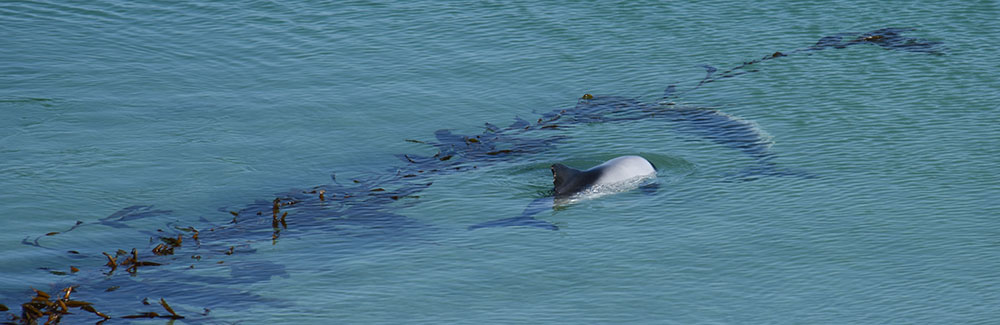Commersons Dolphin Falkland Islands